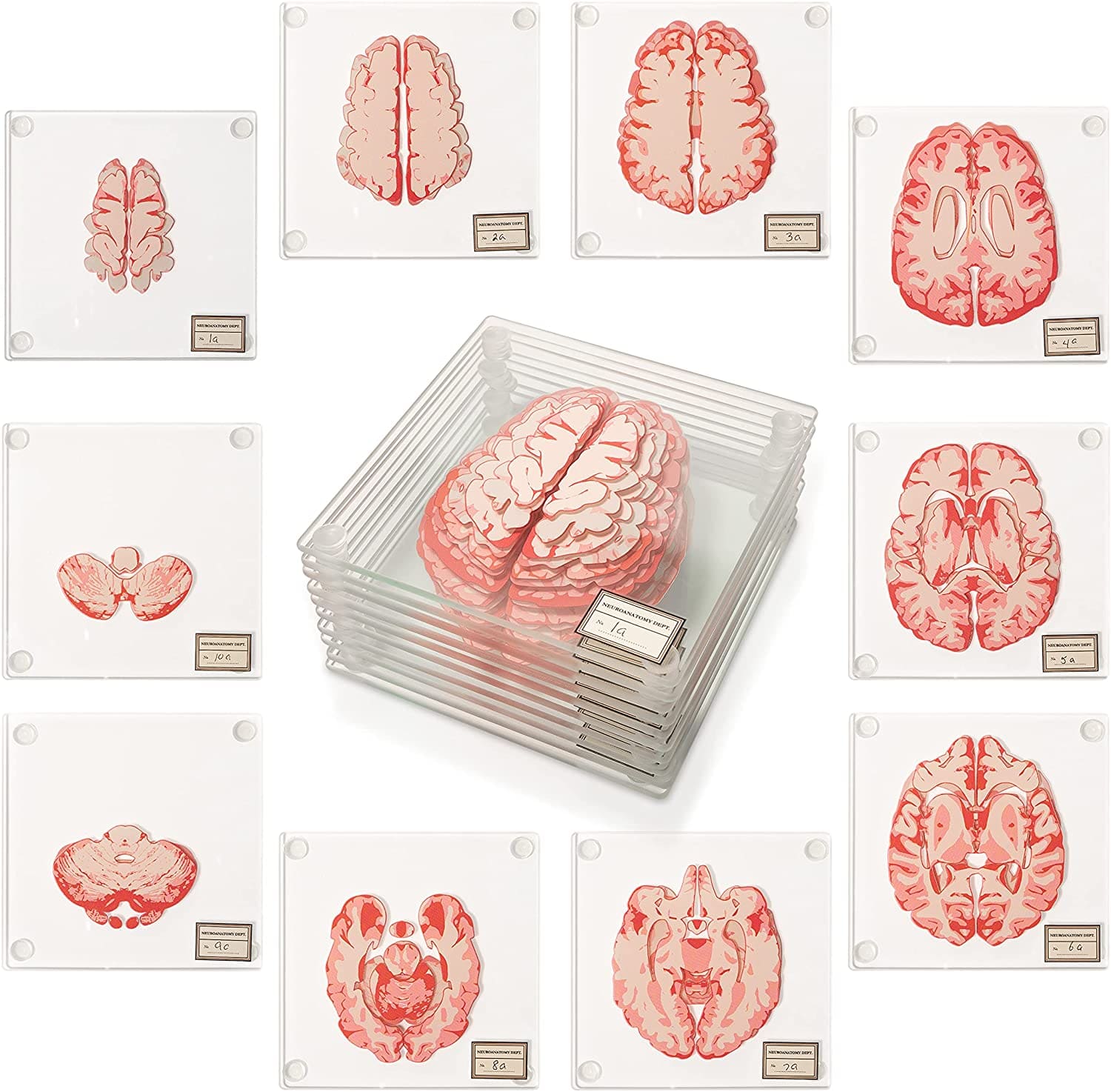 anatomical brain and heart coasters