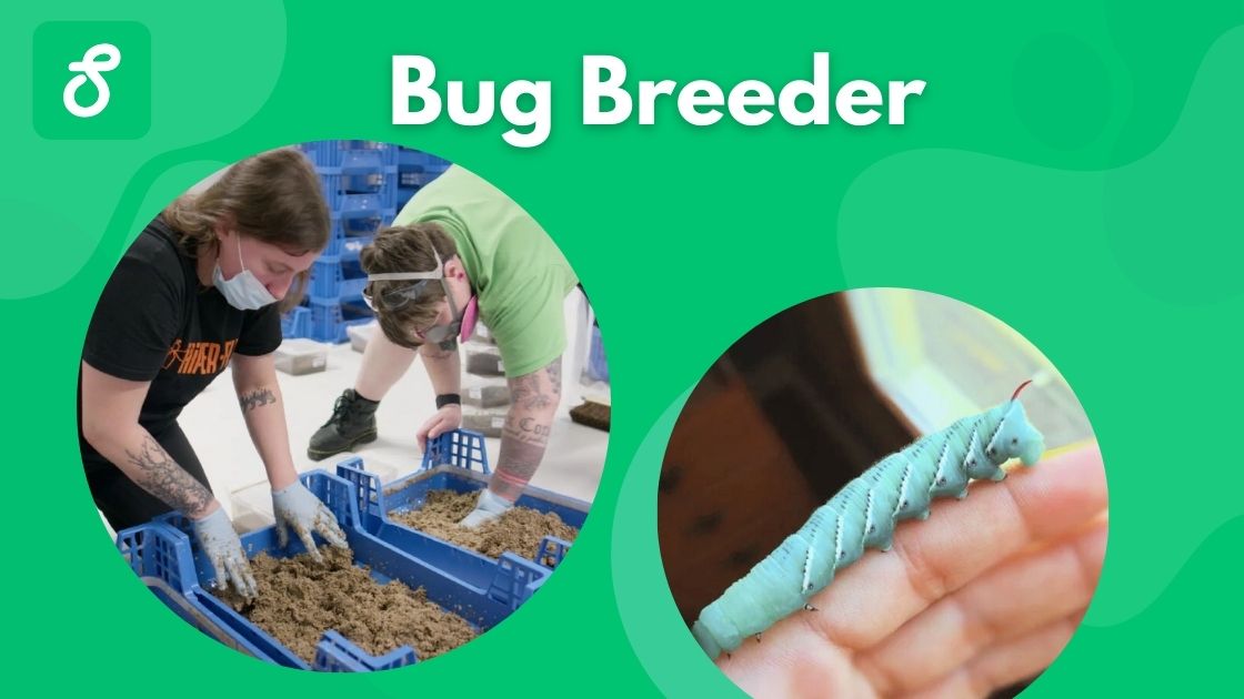 bug breeder students gig
