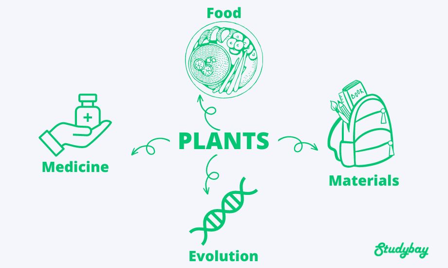 Importance of botany