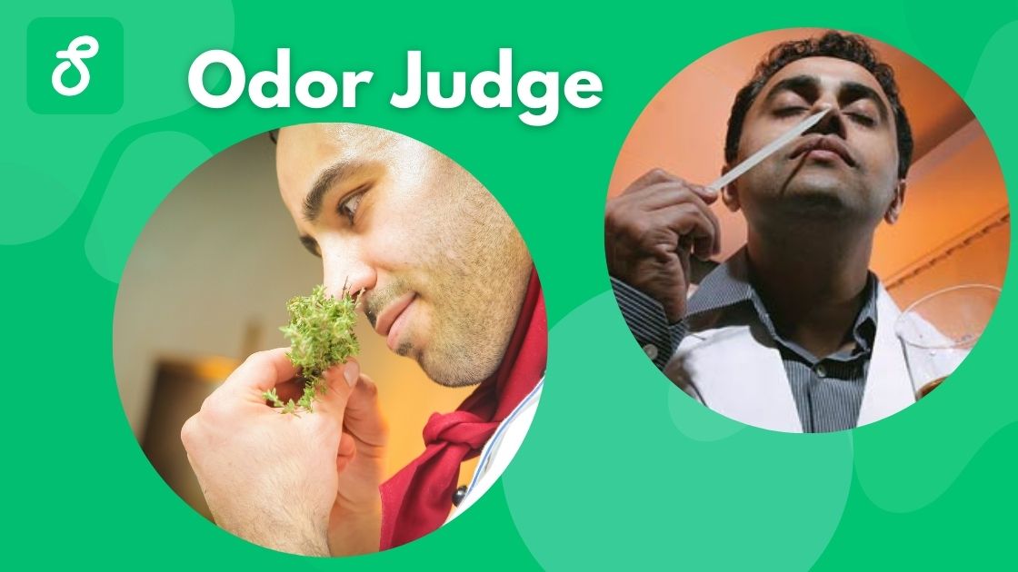 student gig odor judge