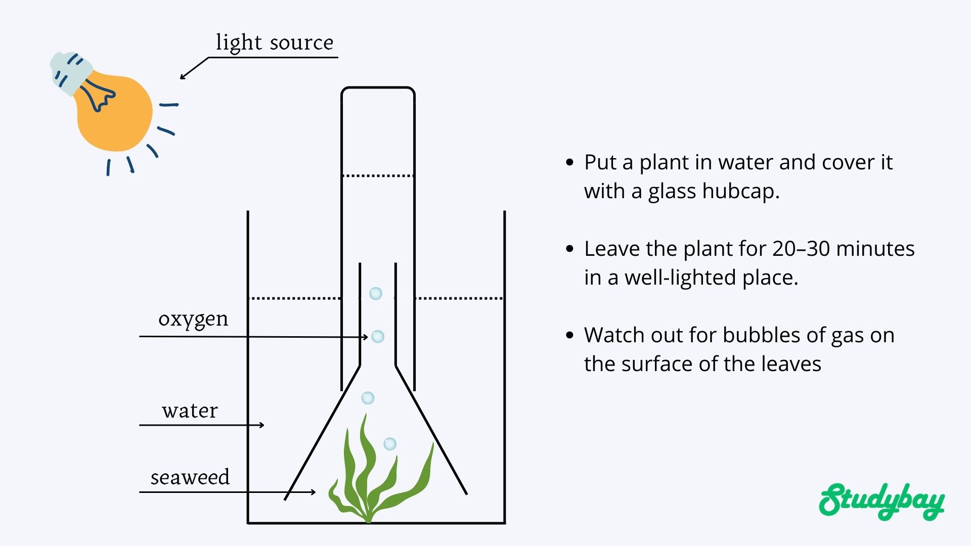 Photosynthesis Lab Report Format: Describe Photosynthetic Process